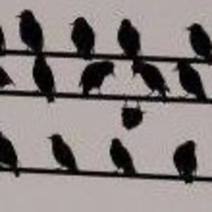 Meet your Posher, Dee dee